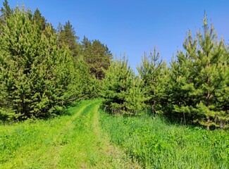 Fototapeta na wymiar country road through a clearing with green grass into the forest against the blue sky on a sunny day