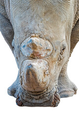 White rhinoceros / white rhino (Ceratotherium simum) close-up portrait of male, native to eastern and southern Africa against white background