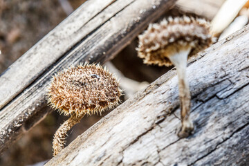 close up of a pile of dried mushrooms