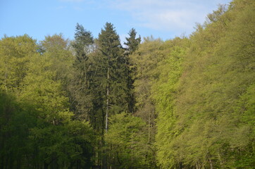 Fototapeta na wymiar Korony drzew. Piękny widok