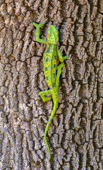 chameleon lizard on a tree