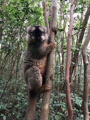 cute lemur in the rainforest of Madagascar