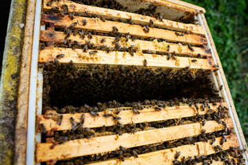 bees at the entrance and on frame