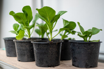 Kale tree planted in a pot, planted with a black tree