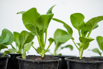 Kale tree planted in a pot, planted with a black tree