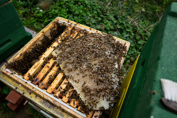bees at the entrance and on frame