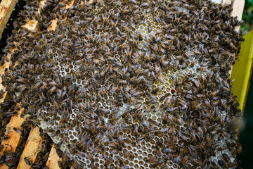 bees on honeycomb close up