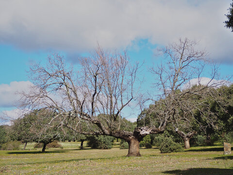 Gigantic oak tree in full winter light