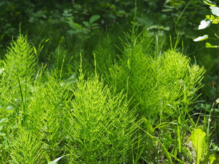 Forest horsetail in the shade of trees in summer. medicinal plant horsetail forest and field. Horsetail meadow view from above. Green grass background in eco-style - obrazy, fototapety, plakaty