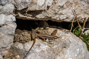 Two common wall lizards close up