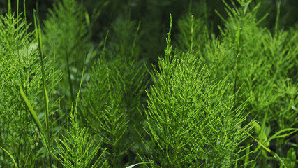 Forest horsetail in the shade of trees in summer. medicinal plant horsetail forest and field. Horsetail meadow view from above. Green grass background in eco-style