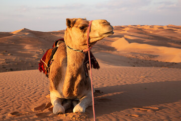 Resting camel in Wahiba Sands desert in Oman in warm late afternoonlight