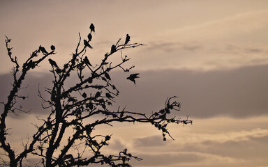 Swallows backlit on dry tree