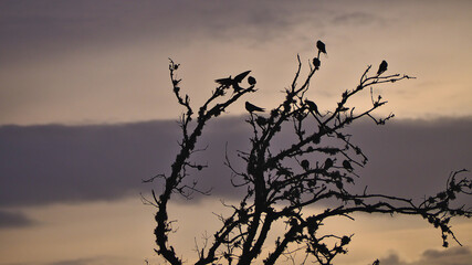 Fototapeta na wymiar Swallows backlit on dry tree