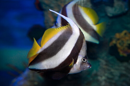 Pennant coralfish (Heniochus acuminatus).