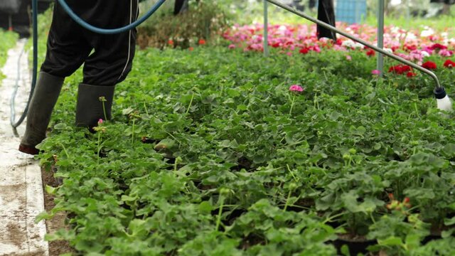 hombre regando plantas en invernadero