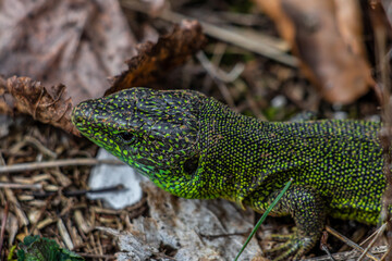 European green lizard close up