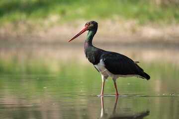 Black stork (Ciconia nigra), real wildlife