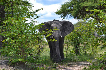 A large male elephant in the Moremi Game Reserve, looking directly at the camera, Botswana, Africa.