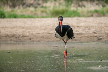 Black stork (Ciconia nigra), real wildlife