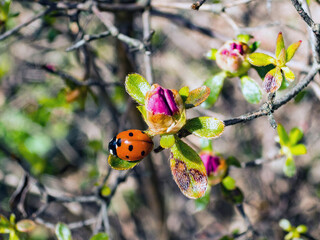 A ladybird on a flower leaf