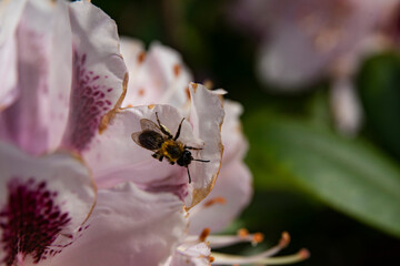 rhododendron with bee an dew