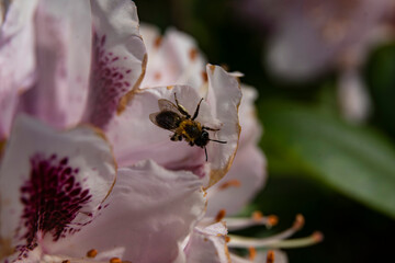 rhododendron with bee an dew