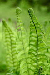 Green fern leaves with curls at the ends
