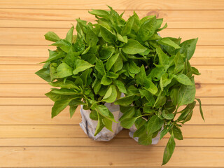 A lot of peper seedlings on wooden background