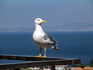 A solitary seagull in Sorrento, Italy