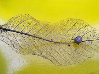 A skeleton of a leaf eaten by a snail on yellow background