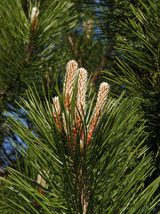 Pine tree with growing twigs at spring