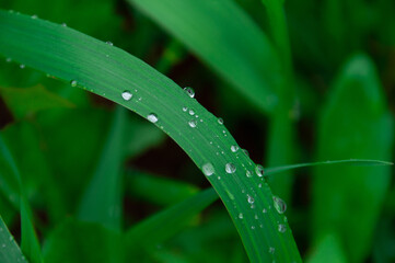 green fresh grass with drops of morning water dew after rain, nature background with raindrop, backdrop leaf plant closeup, flora macro 