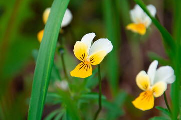 colorful and bright pansies Close up flowers in the garden in spring and summer