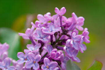 blooming lilac close up macro on a green background