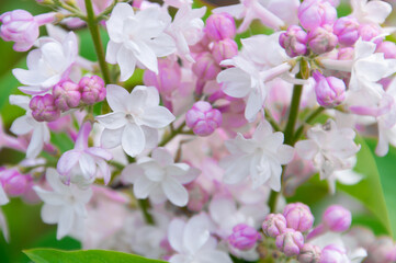 blooming lilac close up macro on a green background