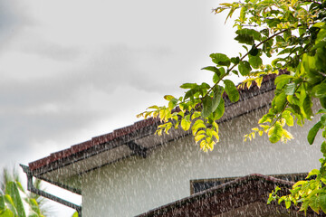 Raining on roof home,Rain drops fall continuously with blur green nature background.

