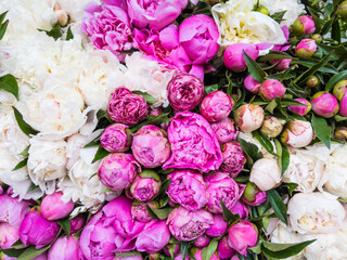 Beautiful floral background. Lots of beautiful fresh peonies of pink and white colors.