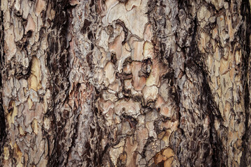 Close up of textures on tree bark