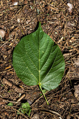 Close up of single green leaf on brown ground