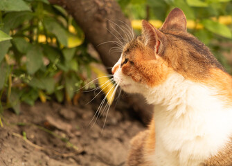 Portrait of a thoughtful cat sitting in the garden