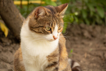 Naklejka na ściany i meble Portrait of a thoughtful cat sitting in the garden