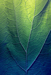 Fototapeta premium Blue to green to yellow fading coloured leaf close up