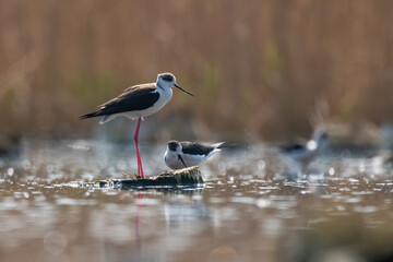 The Black-winged Stilt (Himantopus himantopus)