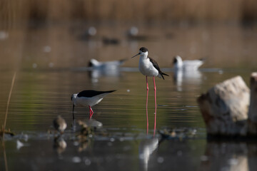 Obraz premium The Black-winged Stilt (Himantopus himantopus)