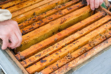 A person extracts honey frames (honeycombs) from the hive to check the health of the bees or to extract excess honey. Unprotected hands of a beekeeper worker with gloves close up