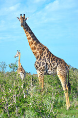 Adult giraffe with cub in Moremi Game Reserve, Okavango Delta, Botswana, Africa