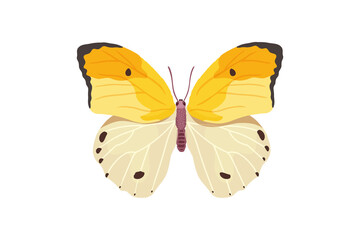 Butterfly. A beautiful insect. Vector illustration in flat style.