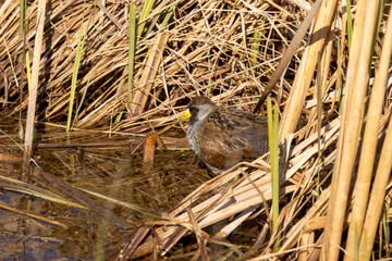 The sora (Porzana carolina) , small waterbird  looking for food in marsh vegetation.