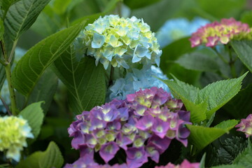 Hydrangea in the park began to bloom